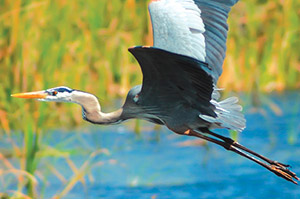 Wildlife Viewing