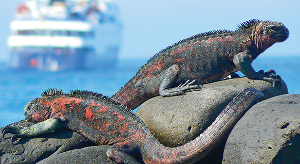 Galapagos