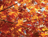 Fall Foliage can be seen on a New England cruise