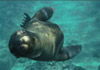 Galapagos Cruises