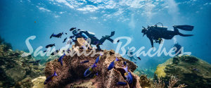 Fantastic Scube Diving Program