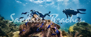 Scuba Diving